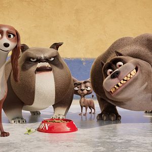 Foto Corgi, las mascotas de la reina