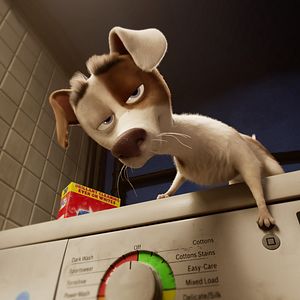 Foto Corgi, las mascotas de la reina