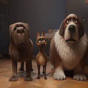 Foto Corgi, las mascotas de la reina