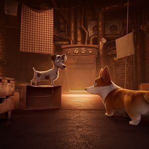 Foto Corgi, las mascotas de la reina