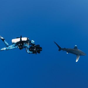 Foto Sharkwater Extinction