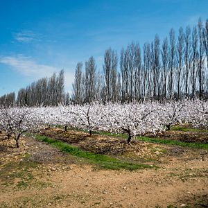 Foto Van Gogh y Japón