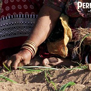 Foto Permaculture, la voie de l'Autonomie