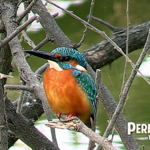 Foto Permaculture, la voie de l'Autonomie