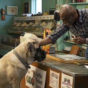 Foto Tu mejor amigo: Un nuevo viaje