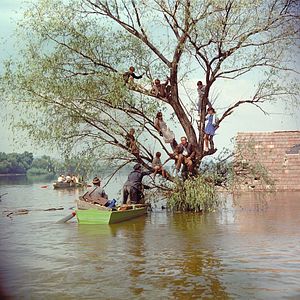 Foto A Tanú (The Witness)