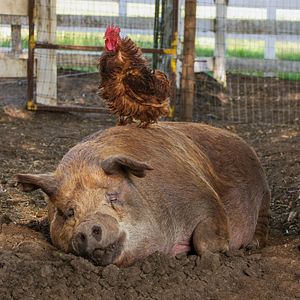 Foto Mi gran pequeña granja