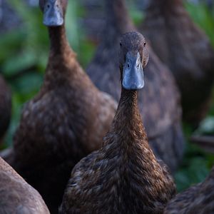 Foto Mi gran pequeña granja