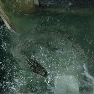 Foto Infierno bajo el agua