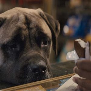 Foto Tu mejor amigo: Un nuevo viaje