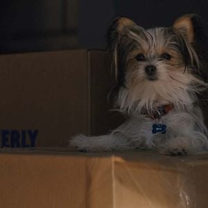 Foto Tu mejor amigo: Un nuevo viaje