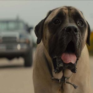 Foto Tu mejor amigo: Un nuevo viaje