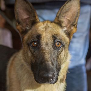Foto Shepherd: The Story of a Jewish Dog