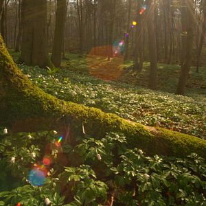 Foto La vida secreta de los árboles