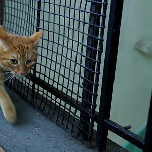 Foto Pequeños Milagros en Peckham St.