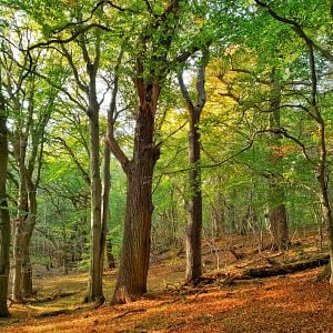 Foto La vida secreta de los árboles