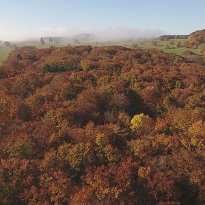 Foto La vida secreta de los árboles