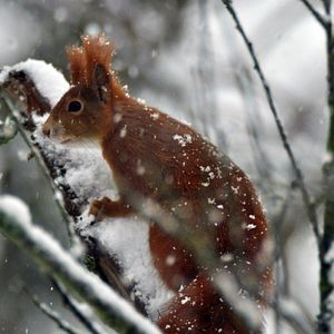 Foto La vida secreta de los árboles