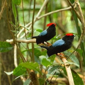 Foto Bailando con los pájaros