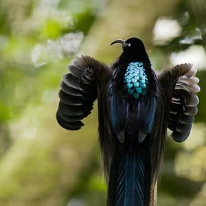 Foto Bailando con los pájaros