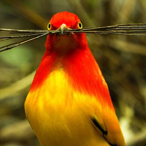 Foto Bailando con los pájaros