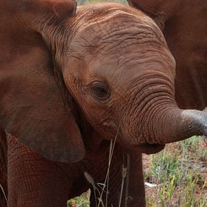 Foto The Elephant Queen