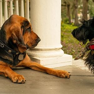 Foto La dama y el vagabundo