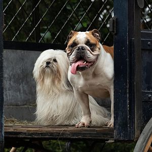 Foto La dama y el vagabundo