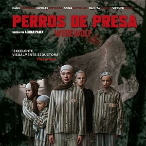 Foto Perros de presa