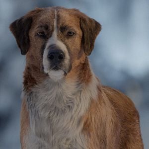 Foto La llamada de lo salvaje