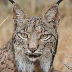 Foto Dehesa, el escondite del lince