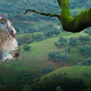 Foto Dehesa, el escondite del lince