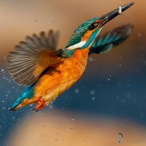 Foto Dehesa, el escondite del lince