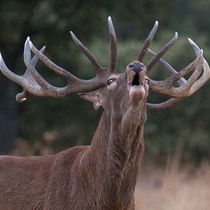 Dehesa, el escondite del lince - Documental 2019