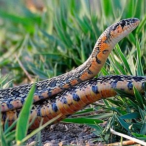 Foto Dehesa, el escondite del lince