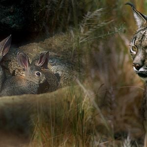 Foto Dehesa, el escondite del lince