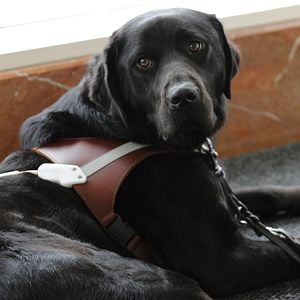 Foto Elegidos para guiar