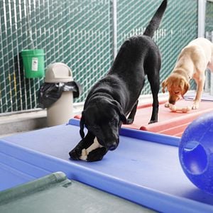 Foto Elegidos para guiar