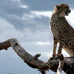 Foto Cheetah, una aventura en la selva