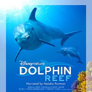 Foto Delfines: La vida en el arrecife