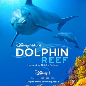 Foto Delfines: La vida en el arrecife