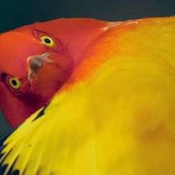 Foto Un planeta absurdo