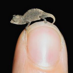 Foto Un planeta absurdo