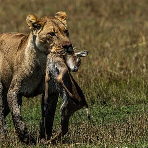 Foto Okavango: River Of Dreams