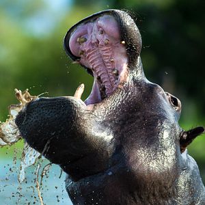 Foto Okavango: River Of Dreams