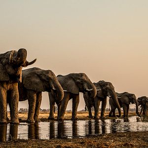 Foto Okavango: River Of Dreams