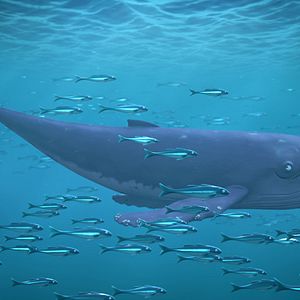 Foto El caracol y la ballena