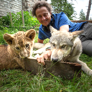 Foto El lobo y el león