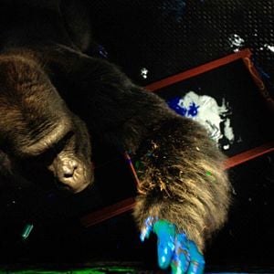 Foto El magnífico Iván