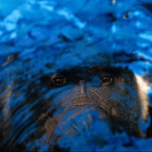 Foto El magnífico Iván